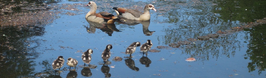 Wilma Bergveld - familie Nijlgans - dia.jpg